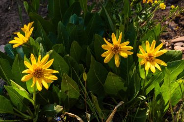 Uintas Trip 6-2025-08230.jpg