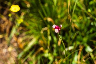 Uintas Trip 6-2025-08249.jpg