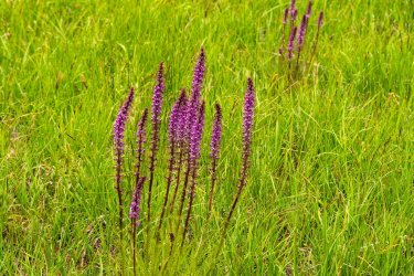 Uintas Trip 6-2025-08257.jpg