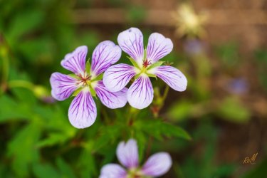 Uintas Trip 6-2025-08263.jpg