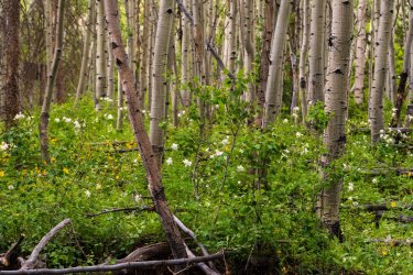 Uintas Trip 6-2025-08283.jpg