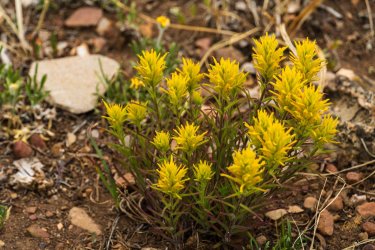 Uintas Trip 6-2025-08289.jpg