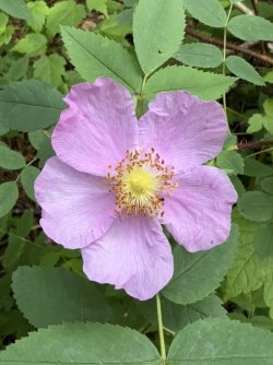 IMG_9832.jpeg IMG_9832.jpeg