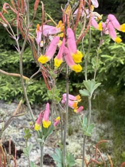 IMG_9959.jpeg IMG_9959.jpeg