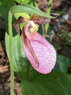 IMG_0038.jpeg IMG_0038.jpeg