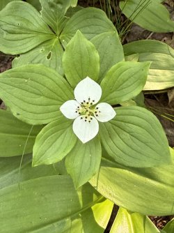 IMG_0045.jpeg