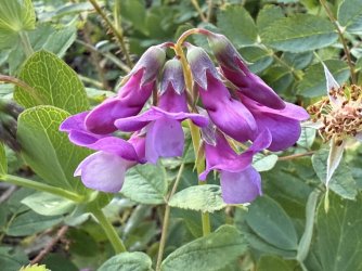 IMG_0076.jpeg IMG_0076.jpeg