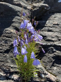 IMG_0135.jpeg IMG_0135.jpeg