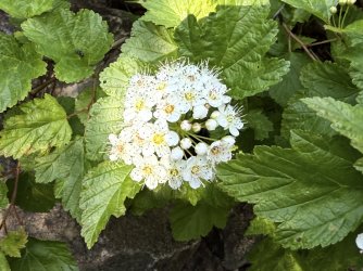 IMG_0130.jpeg IMG_0130.jpeg