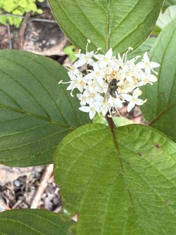 IMG_0264.jpeg IMG_0264.jpeg