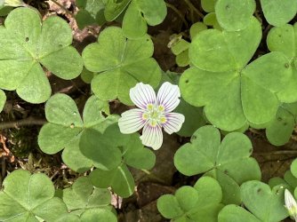 IMG_0231.jpeg IMG_0231.jpeg