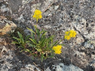 IMG_0338.jpeg IMG_0338.jpeg