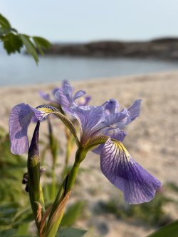 IMG_0296.jpeg IMG_0296.jpeg