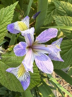 IMG_0290.jpeg IMG_0290.jpeg