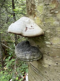 IMG_0508.jpeg IMG_0508.jpeg