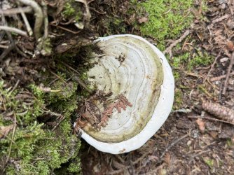 IMG_0428.jpeg IMG_0428.jpeg