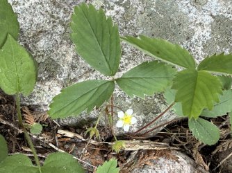 IMG_0427.jpeg IMG_0427.jpeg