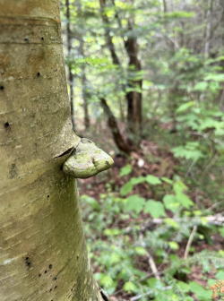 Screenshot 2025-07-17 at 5.50.34 PM.png Screenshot 2025-07-17 at 5.50.34 PM.png