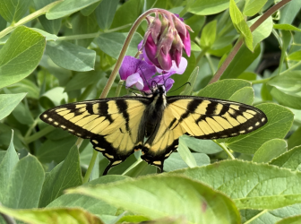 Screenshot 2025-07-17 at 5.49.58 PM.png Screenshot 2025-07-17 at 5.49.58 PM.png