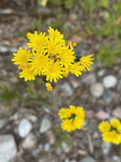 IMG_0653.jpeg IMG_0653.jpeg