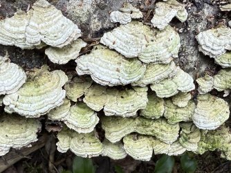 IMG_0607.jpeg IMG_0607.jpeg