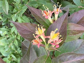 IMG_0600.jpeg IMG_0600.jpeg