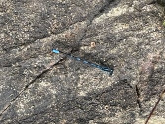 IMG_0549.jpeg IMG_0549.jpeg