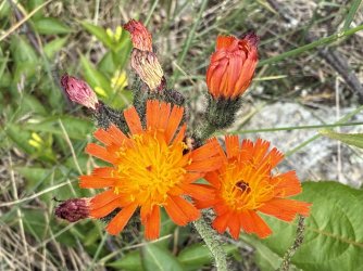 IMG_0554.jpeg IMG_0554.jpeg