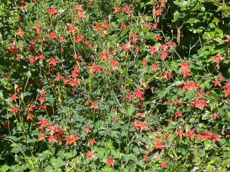 IMG_9360.jpeg IMG_9360.jpeg