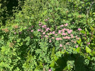 IMG_9363.jpeg IMG_9363.jpeg