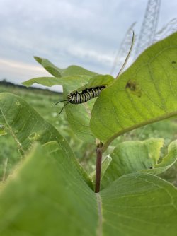 Caterpillar.jpg