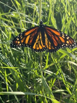 Monarch.jpg