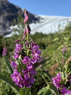 IMG_1990.jpeg