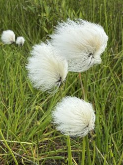 IMG_3236.jpeg