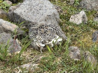 IMG_3814.jpeg