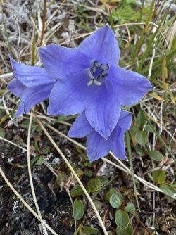 IMG_5130.jpeg