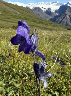 IMG_5062.jpeg