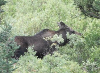 99 moose.JPG