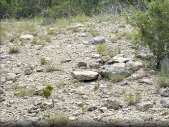 wolftrail.JPG