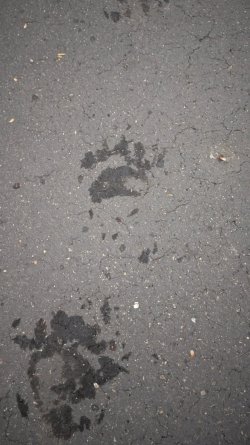 FremontLBear_Large.jpg FremontLBear_Large.jpg