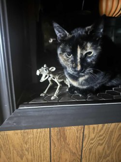 Cat_001.jpg