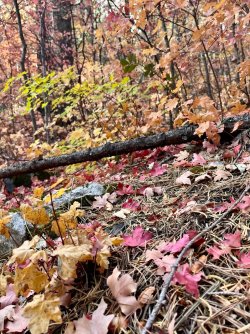 img_8053-1.jpg img_8053-1.jpg