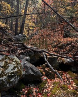 img_8069-1.jpeg img_8069-1.jpeg