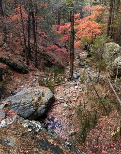 img_8070-1.jpeg img_8070-1.jpeg