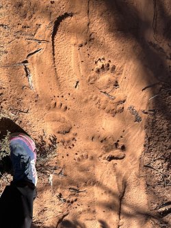 IMG_7311.jpeg IMG_7311.jpeg