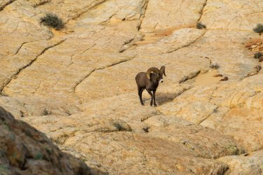 CRNP- 11-2025-00155.jpg