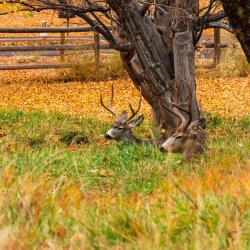 CRNP- 11-2025-00442-2.jpg