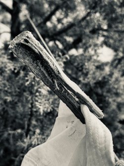 IMG_6414.jpeg IMG_6414.jpeg