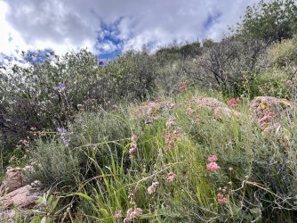 IMG_7209.jpg IMG_7209.jpg