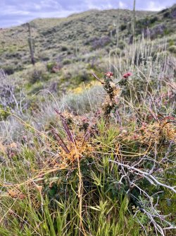 IMG_7269.jpg IMG_7269.jpg